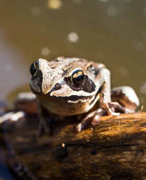 Kikker in het moeras — Stockfoto