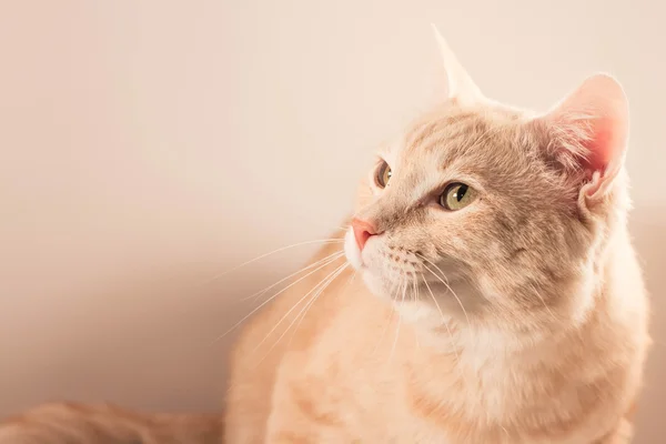 Gato rojo sobre un fondo blanco — Foto de Stock