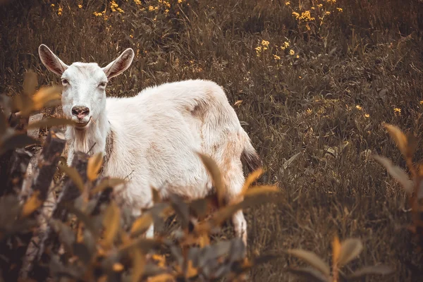 Pastoreio de cabra em um prado — Fotografia de Stock