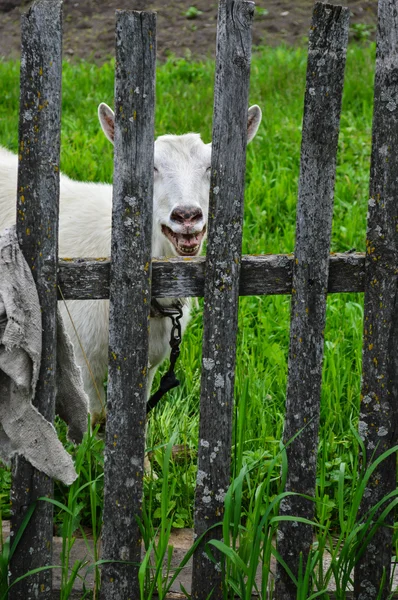 A réten legelésző kecske — Stock Fotó