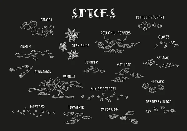 Icônes d'épices ensemble. Épices et herbes dessinées à la main — Image vectorielle