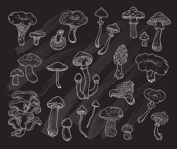 Набор различных видов грибов — стоковый вектор