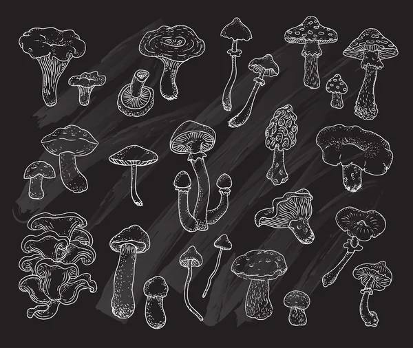 Set van verschillende soorten paddestoelen — Stockvector