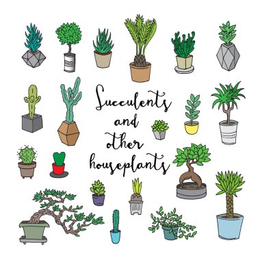 Succulents ve diğer houseplants.