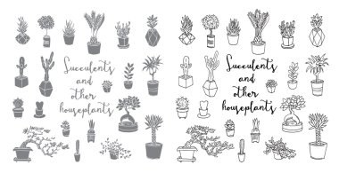 Succulents ve diğer houseplants