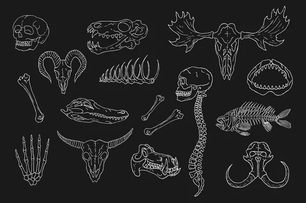 다양 한 두개골과 뼈 세트. — 스톡 벡터