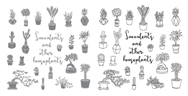 Succulents et autres plantes d'intérieur — Image vectorielle