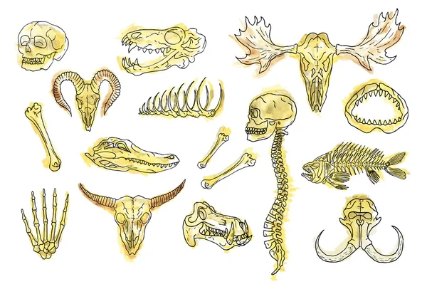 Zróżnicowany zestaw czaszki i kości. — Wektor stockowy