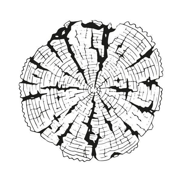 樹木年輪の図 — ストックベクタ