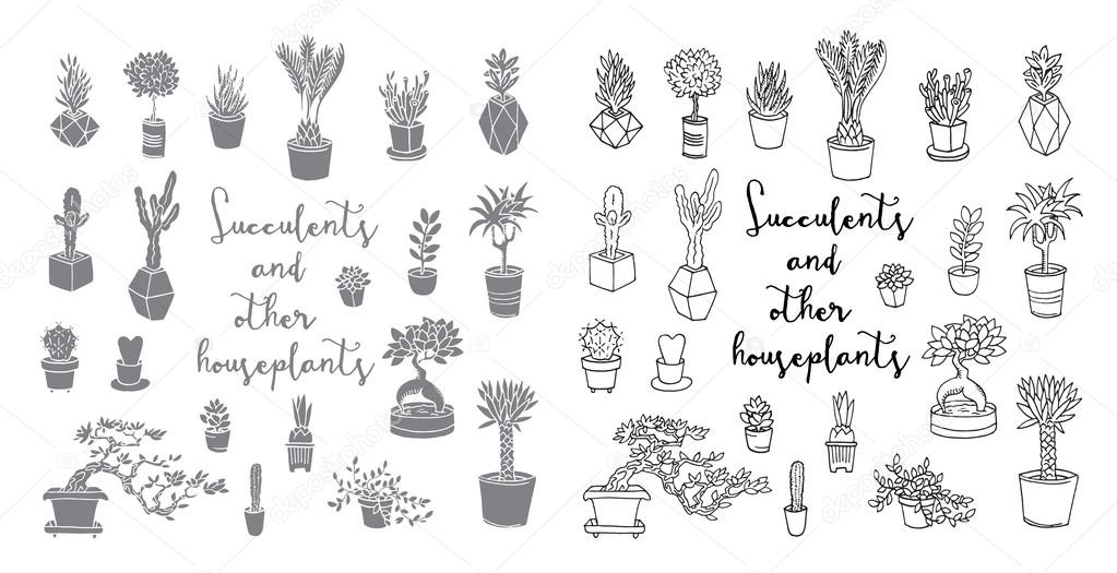 Succulents and other houseplants