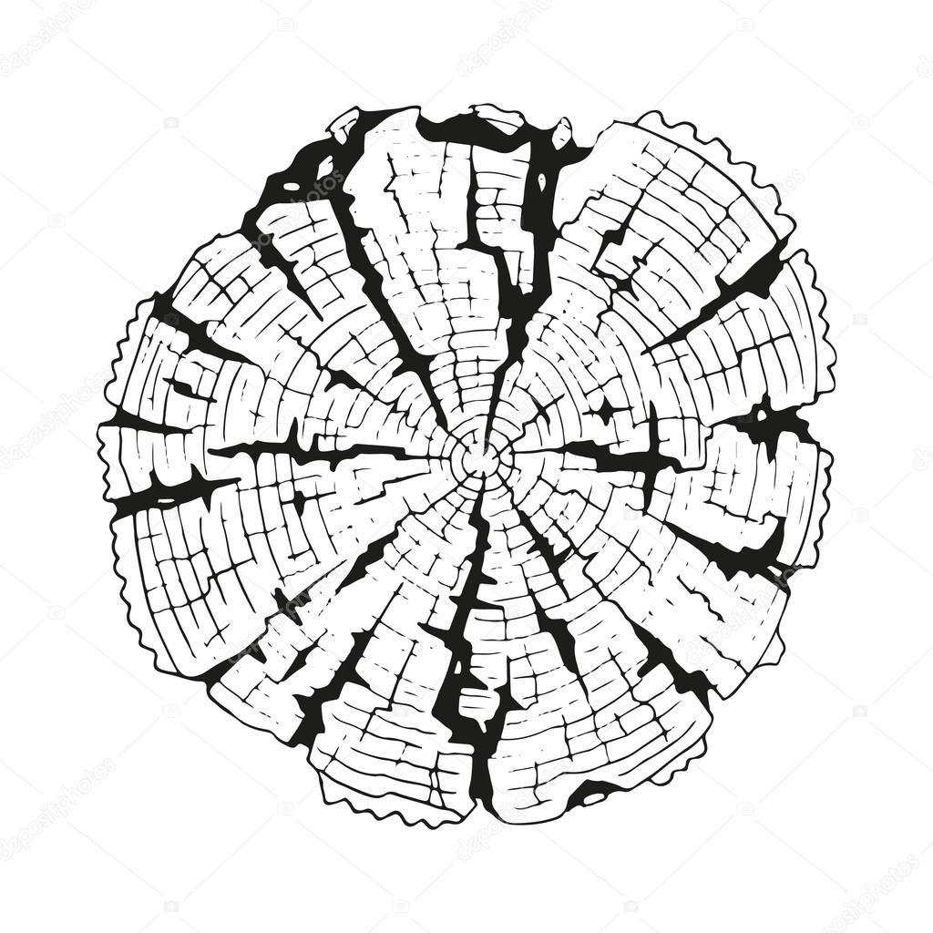 Tree-rings   illustration