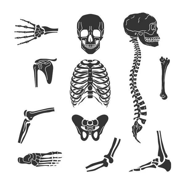 Orthopedic and spine symbols — Stock Illustration Orthopedic and spine symbols Royalty Free Stock Vectors