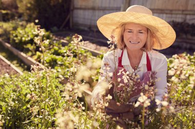 woman cutting flowers from herb plant
