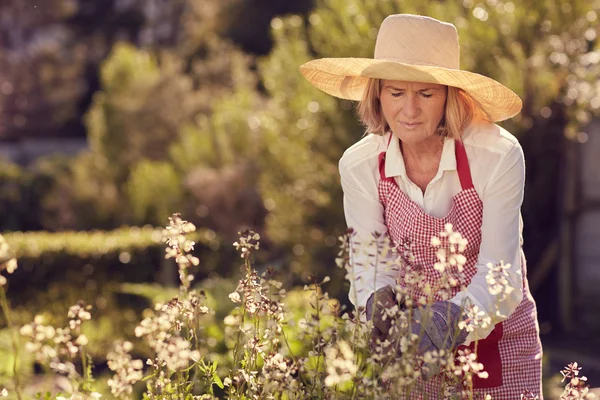 Frau schneidet Blumen aus Kräuterpflanze — Stockfoto