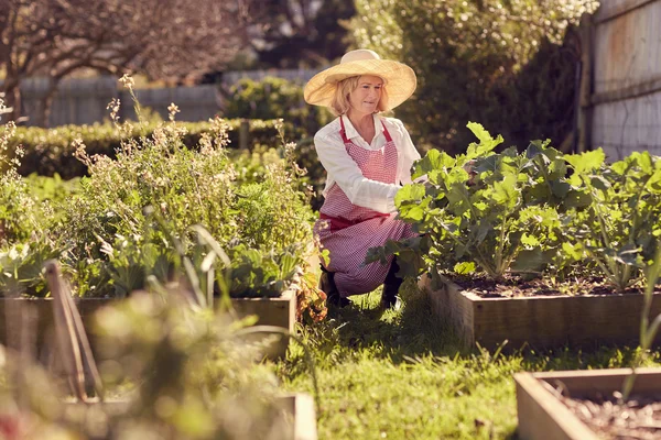 Mujer mayor que trabaja en huerta — Foto de Stock