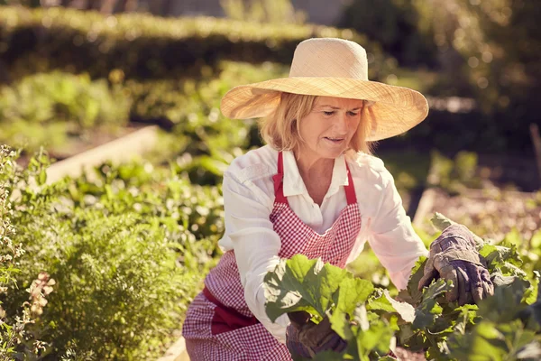 Senior woman working in vegetable garden — Stock Photo, Image