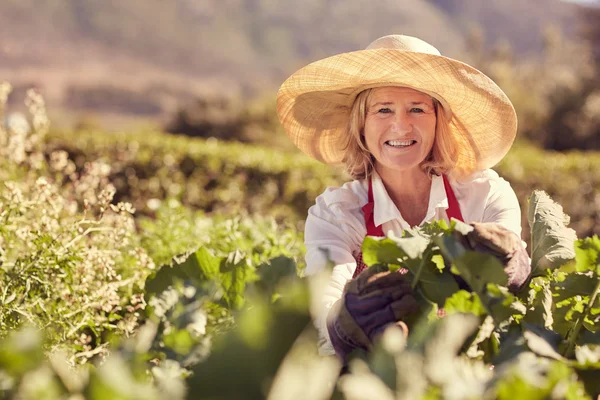 Femeie în vârstă care lucrează în grădină de legume — Fotografie, imagine de stoc