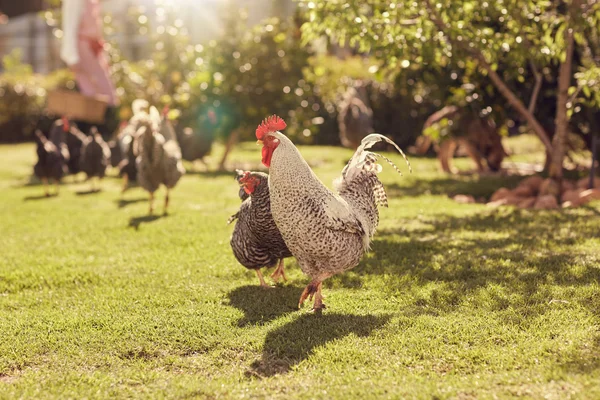 Chickens walking around lawned garden — Stock Photo, Image