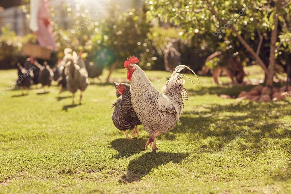 Chickens walking around lawned garden — Stock Photo © mavoimages 101984822