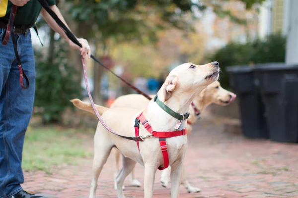 Vanilya Labs yürüyüş