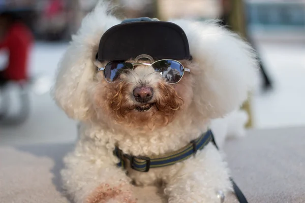 Bichon tonları içinde