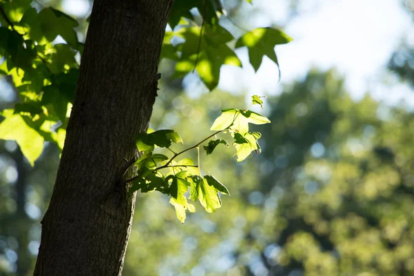 Yapraklı ağaç dalı