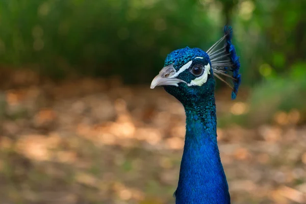 Tavus kuşu kadar yakın