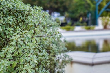 Beverly Hills Gardens Park işaret Los Angeles görünümü ve çalılar, bulanık arka plan su görünümü
