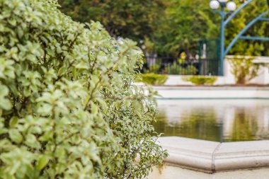 Beverly Hills Gardens Park işaret Los Angeles görünümü ve çalılar, bulanık arka plan su görünümü