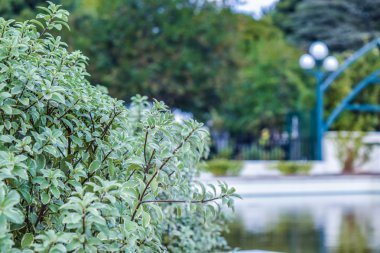 Beverly Hills Gardens Park işaret Los Angeles görünümü ve çalılar, bulanık arka plan su görünümü