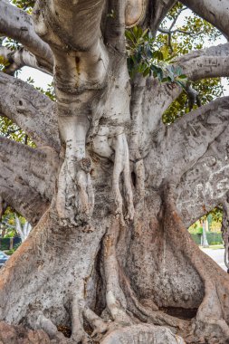 Eski Moreton Bay incir Ficus kelimenin tam anlamıyla Beverly Hills ile yıl içinde büyüdü