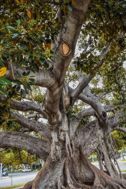 Eski Moreton Bay incir Ficus kelimenin tam anlamıyla Beverly Hills ile yıl içinde büyüdü