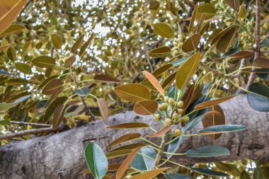 Beverly Gardens Park Ficus yaprakları