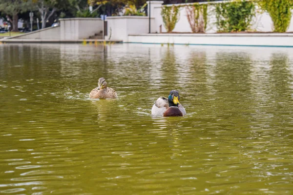 Duck bird. Beverly Hills Gardens Park ducks near sign in Los Angeles park.