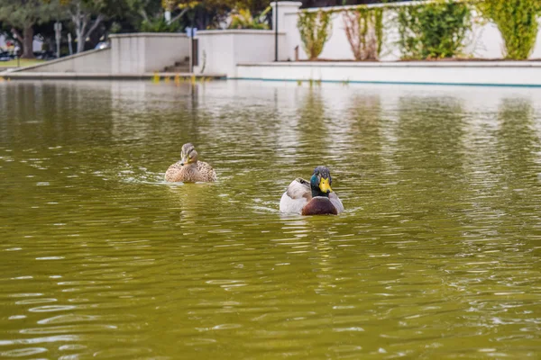 Uccello anatra. Beverly Hills Gardens Park anatre vicino al cartello nel parco di Los Angeles . — Foto Stock