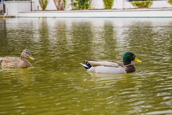 Duck bird. Beverly Hills Gardens Park ducks near sign in Los Angeles park.
