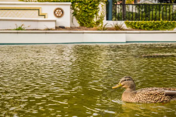 Pássaro de pato. Beverly Hills Gardens Park patos perto sinal no parque de Los Angeles . — Fotografia de Stock