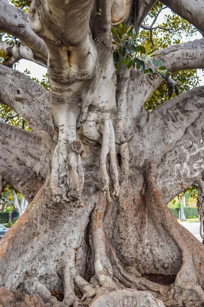 Eski Moreton Bay incir Ficus kelimenin tam anlamıyla Beverly Hills ile yıl içinde büyüdü