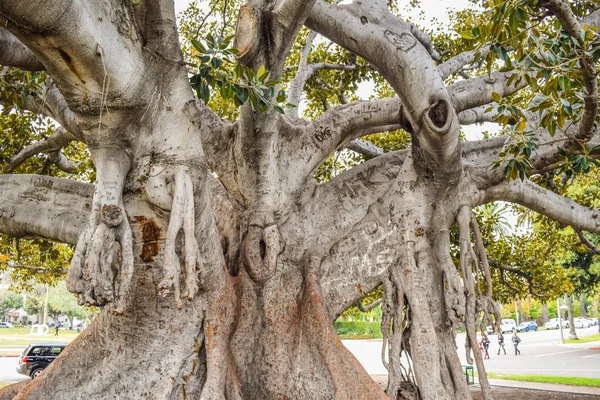 Old Moreton Bay rys. Ficus dosłownie wzrosła z Beverly Hills w latach — Zdjęcie stockowe