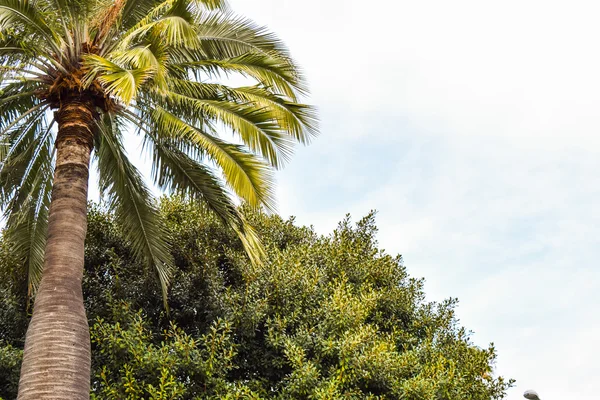 Palmy w Beverly Gardens Park — Zdjęcie stockowe