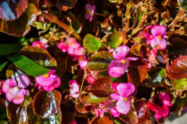 Kırmızı çiçekler Yeni Gine kaldırım çiçekler kırmızı. Bir kaldırım Impatiens çiçek