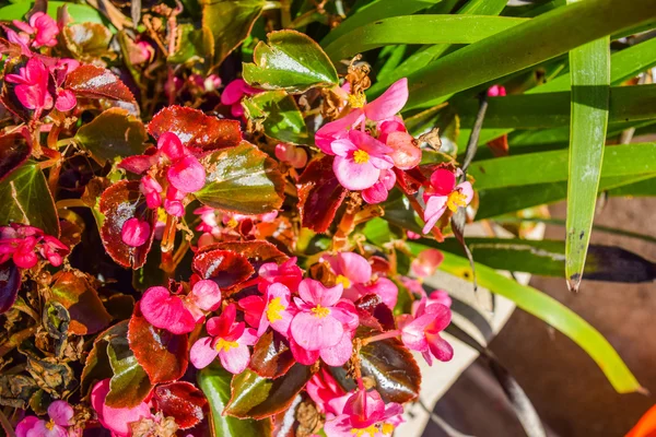 Red Flowers New Guinea Sidewalk flowers red. Impatiens flower on a sidewalk