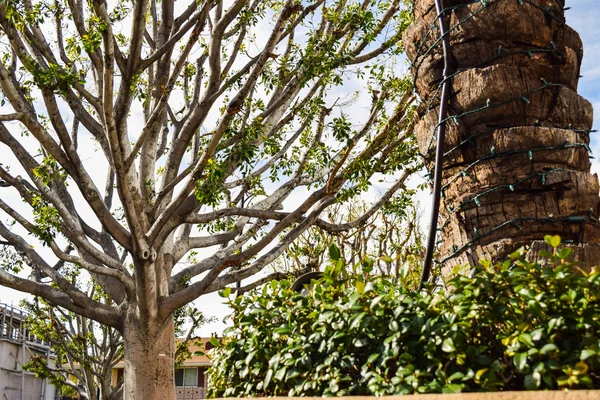Träd och palmer, buxbom Bush på fotgängare trottoar på tomma gatan med fint klippta buskar — Stockfoto