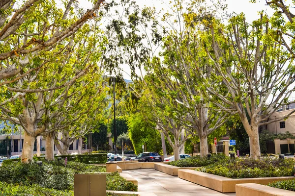 Boxwood Bush on Pedestrian trowalk at the empty street with nicely trimmed bushes — стоковое фото