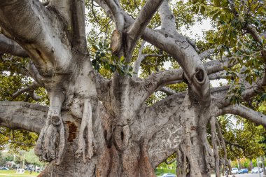 Büyük eski ağaç. Bu görkemli eski Moreton Bay incir kelimenin tam anlamıyla bir yıldır Beverly Hills ile büyüdü
