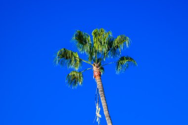 Mavi güneşli gökyüzünde Santa Monica sahilinde palmiye ağaçları