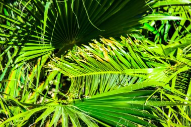 Mavi güneşli gökyüzünde Santa Monica sahilinde palmiye ağaçları