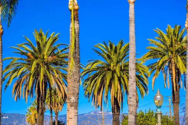 Palmen am Santa Monica Strand im blauen, sonnigen Himmel — Stockfoto