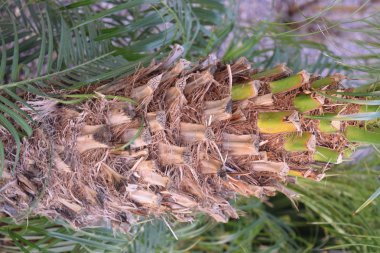 Santa Monica sahilinde palmiye ağaçları