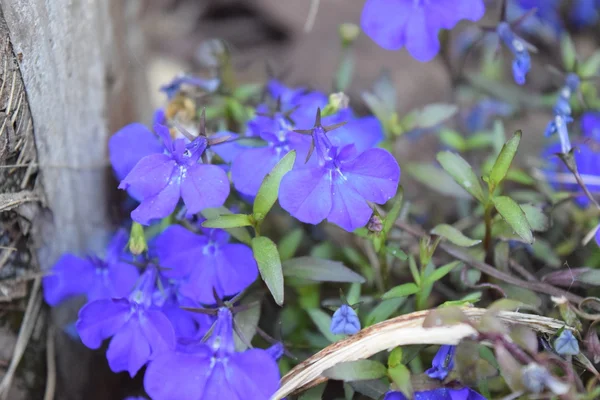 Маленькие фиолетовые цветы — стоковое фото